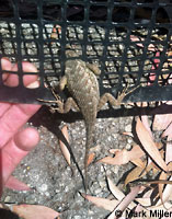 Great Basin Fence Lizard