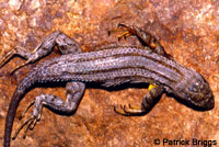 Great Basin Fence Lizard