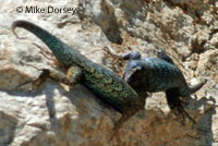 Great Basin Fence Lizards