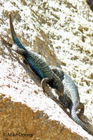 Great Basin Fence Lizards