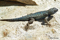 Great Basin Fence Lizard