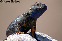 Great Basin Fence Lizard