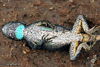 Great Basin Fence Lizard