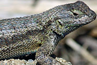 Great Basin Fence Lizard