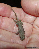 Great Basin Fence Lizard