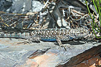 Great Basin Fence Lizard