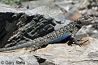 Great Basin Fence Lizard