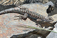 Great Basin Fence Lizard