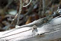 Great Basin Fence Lizard