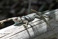 Great Basin Fence Lizard