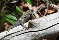 Great Basin Fence Lizard