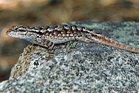 Northwestern Fence Lizard