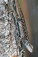 Northwestern Fence Lizard