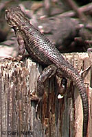 Northwestern Fence Lizard