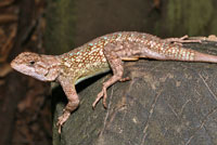 Northwestern Fence Lizard