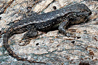 Northwestern Fence Lizard