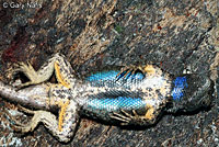 Northwestern Fence Lizard