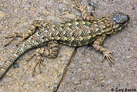 Northwestern Fence Lizard