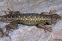 Northwestern Fence Lizard