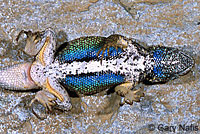 Northwestern Fence Lizard