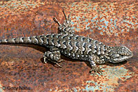 Northwestern Fence Lizard