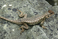 Northwestern Fence Lizard