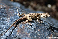 Northwestern Fence Lizard