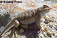 Northwestern Fence Lizard