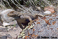 Northwestern Fence Lizard