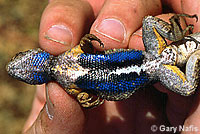 Northwestern Fence Lizard