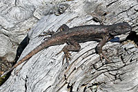 Great Basin Fence Lizard