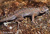 Northwestern Fence Lizard