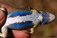 Northwestern Fence Lizard