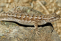 Northwestern Fence Lizard