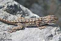 Northwestern Fence Lizard