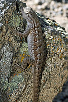 Northwestern Fence Lizard