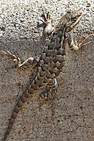 Northwestern Fence Lizard