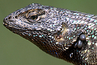 fence lizard with ticks