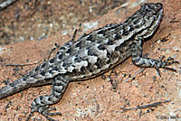 Northwestern Fence Lizard