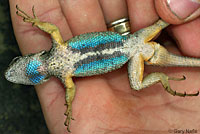 Northwestern Fence Lizard