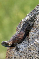 Granite Spiny Lizard