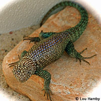 Granite Spiny Lizard