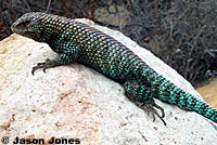 Male Granite Spiny Lizard