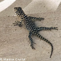 Granite Spiny Lizard