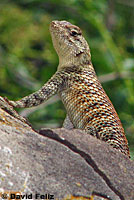 Granite Spiny Lizards