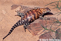 Granite Spiny Lizards