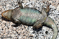 Granite Spiny Lizard