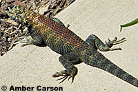 Granite Spiny Lizard