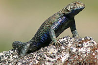 Granite Spiny Lizards