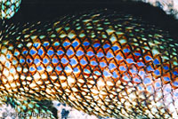 Granite Spiny Lizard close-up of scales